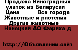 Продажа Виноградных улиток из Беларусии › Цена ­ 250 - Все города Животные и растения » Другие животные   . Ненецкий АО,Фариха д.